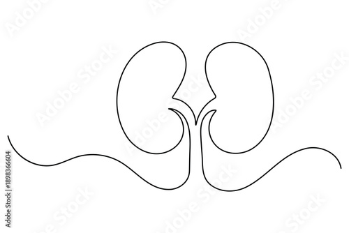 Human kidney anatomy continuous one line art drawing on white background
