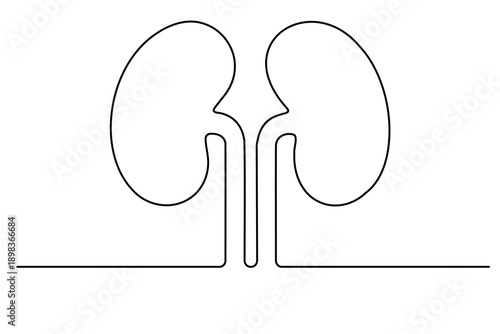 Human kidney one line art drawing for medical concept