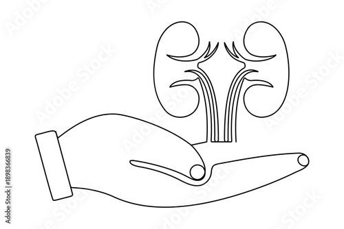 Human kidneys and hand in one line art drawing style