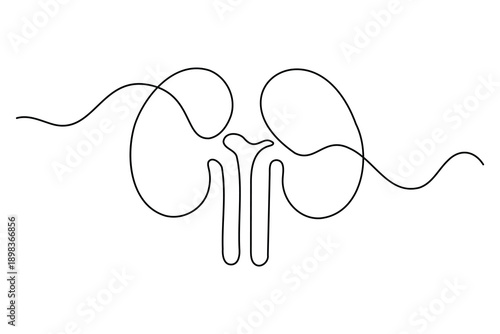 Human kidneys continuous one line art drawing