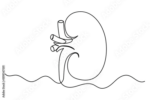 Human kidney continuous one line art drawing for medical health concept