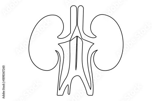 Single line drawing of human kidneys for medical anatomy and health concept