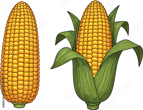 Two cartoon illustrations of corn on the cob, one husked and one with green leaves maize food