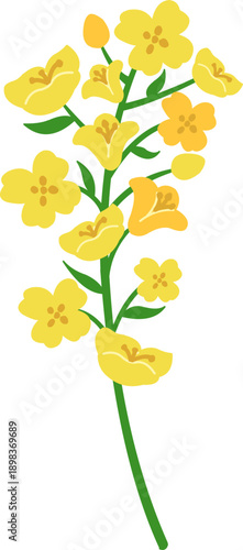 canola flower branch