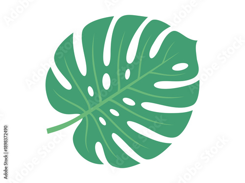 Botanical Vector Element of Single Monstera Deliciosa Foliage