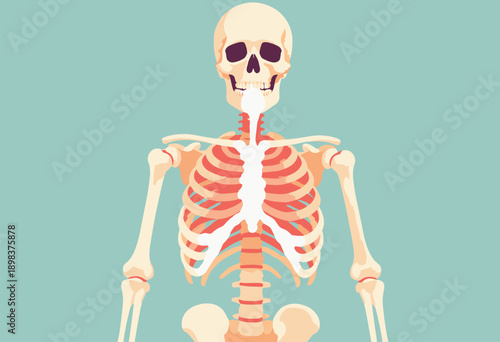 Skeleton drinking milk milk pouring through ribs Anatomy humor Flat