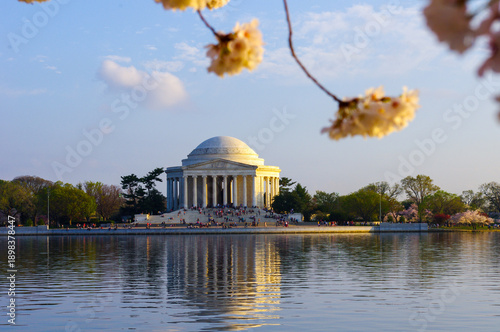 Cherry blossoms frame the Jefferson Memorial across the Tidal Basin during peak bloom in the nation’s capital.