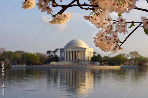 Cherry blossoms frame the Jefferson Memorial across the Tidal Basin during peak bloom in the nation’s capital.