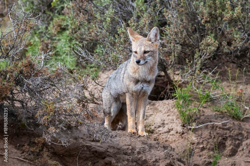 Patagonia Grey fox in , Peninsula Valdes nature Park, Chubut Province, Patagonia, Argentina.