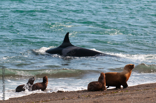 Killer Whale, Orcinus Orca, hunting a sea lions , Chubut Province, Peninsula Valdes, Patagonia Argentina.