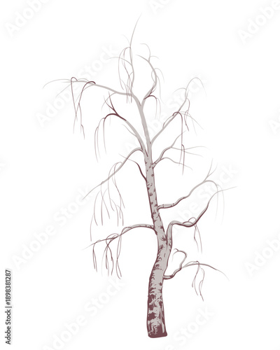 Vector illustration of a birch tree. A winter tree without leaves. Element for a snowy forest landscape.