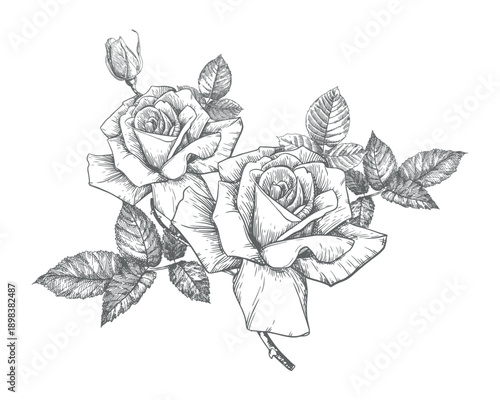 A branch of blooming garden roses. Flowers, leaves, and buds in an engraved style. Vector imitation of an ink drawing. Line sketch for wedding invitations.