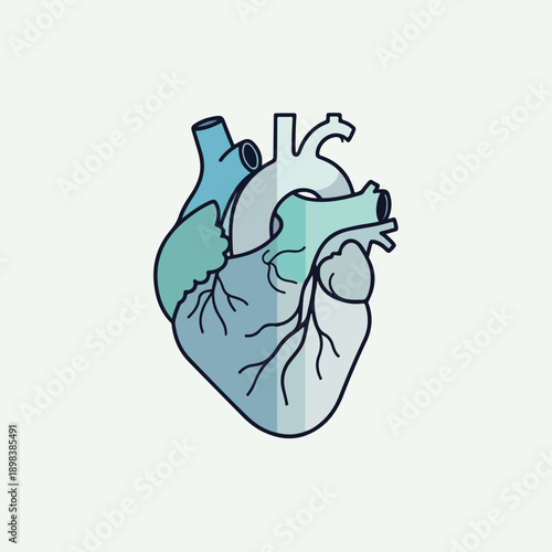 Illustration of the human heart, segmented with shades of blue and green