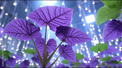 Wallpaper Mural Vibrant purple flowers with green leaves illuminated by colorful lights create a dreamy scene Torontodigital.ca