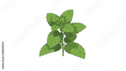 Fresh green mint plant with textured leaves and a single stem shown in a detailed vector illustration on a white background for culinary.