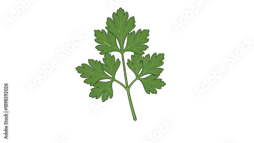 Single fresh green parsley sprig with multiple leaves and a stem presented as a clean illustration on a white background.