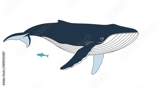 Magnificent dark blue humpback whale swimming gracefully in the ocean next to a tiny light blue fish on a white background.