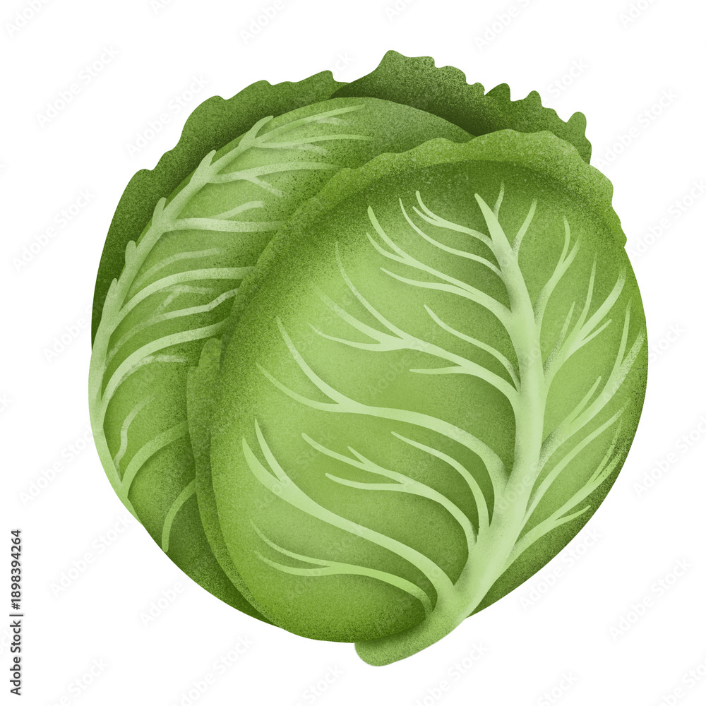 Fototapeta premium A vibrant green cabbage against a sleek black background