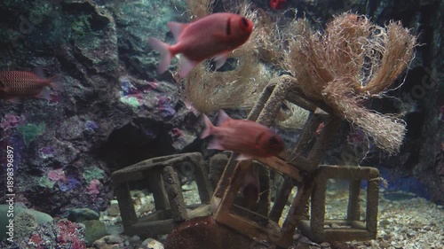 Red soldierfish swimming near concrete blocks and fibrous sea plants in a large aquarium. The underwater scene features rocky formations and sandy terrain in a marine habitat simulation.