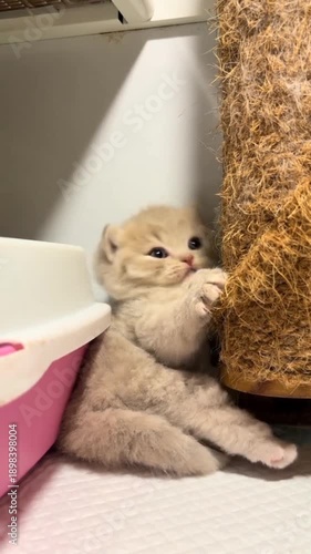 Adorable beige kitten playing with scratching post indoors