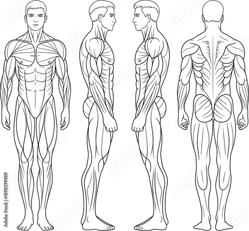 Anatomical illustration of human male musculature from front side and back views anatomy muscles
