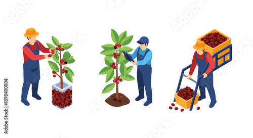 Isometric farm scene with coffee plant care and harvest process