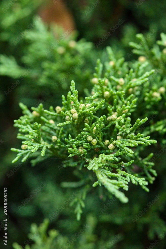 Fototapeta premium Plant list 2025 - Juniperus sabina (Tamariscifolia)