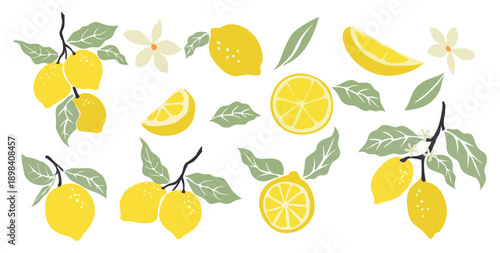 Set of bright yellow lemons with green leaves, lemon slices, and small white flowers. Flat modern vector illustration isolated on transparent background.
