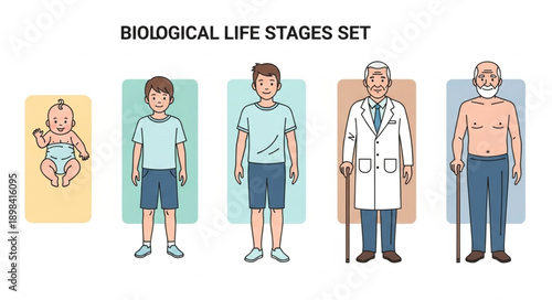 Biological Life Stages Set Showing Human Development From Infancy To Old Age.