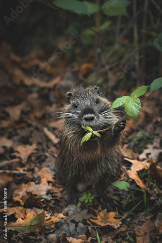 Hungry Baby Nutria (Myocastor Coypus)