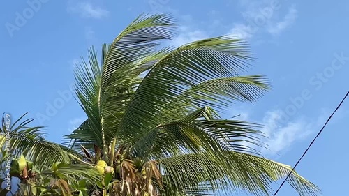 Low angle shot of green coconut palm tree leaves swaying in the strong wind under a clear blue sky with sunny light for tropical vacation and island travel concept
