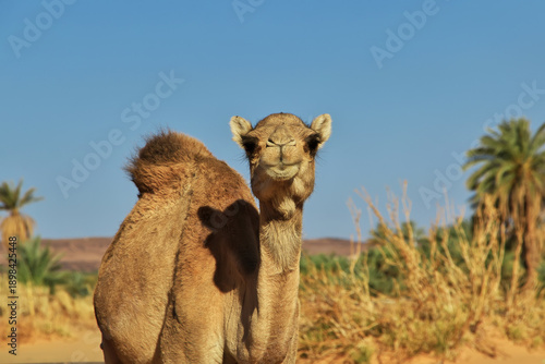A camel of the oasis close of medieval old city Ouadane, Mauritania