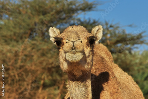 A camel of the oasis close of medieval old city Ouadane, Mauritania