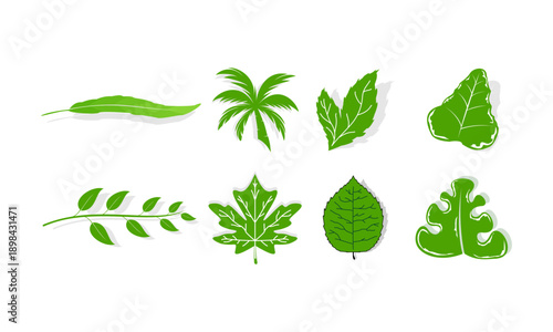 Set of plant leaves vector design