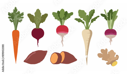 Ripe root vegetables flat vector set with carrot beet radish and turnip isolated on white background