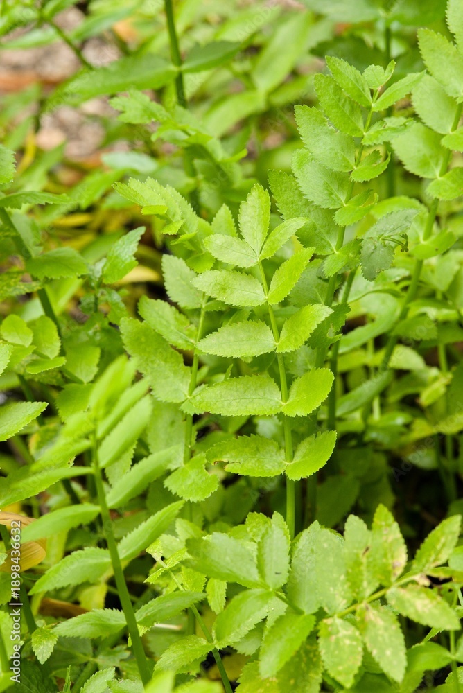 Obraz premium Plant list 2025 - Berula erecta