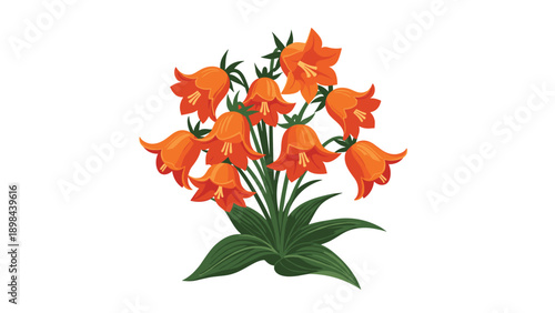 beautiful bouquet of orange bell shaped flowers with delicate yellow stamens and dark green leaves arranged together on a white background.