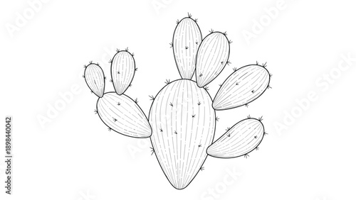Intricate line art illustration of a prickly pear cactus with many pads and small spines in a detailed black and white drawing style.