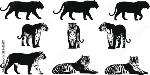Black tiger silhouettes and detailed striped tiger illustrations collection, wild big cat poses set, powerful feline icons isolated on white