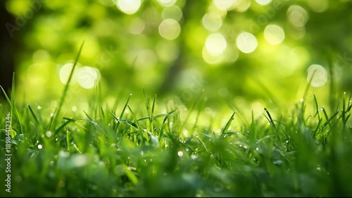Fresh green grass with dew drops under soft, natural light.