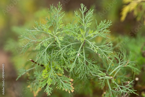 Plant list 2025 - Artemisia abrotanum