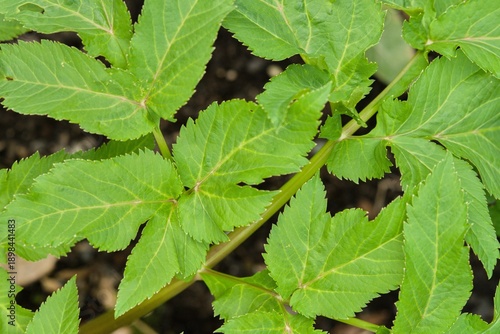 Plant list 2025 - Angelica archangelica