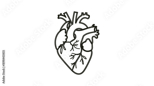 Simple line drawing depicting a human heart with visible vessels