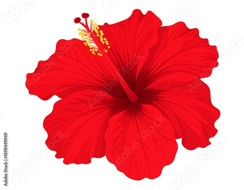Wallpaper Mural Red Hibiscus Flower on White Background. Torontodigital.ca