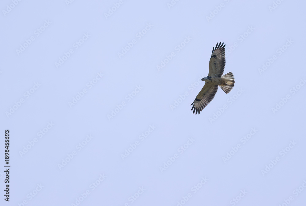 Obraz premium A buzzard with wings spread wide high in the sky, a common buzzard with light plumage, the buzzard's large wingspan, a bird of prey searching for prey, Buteo buteo