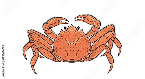 Detailed illustration of a large orange crab with visible textures on its shell and sharp claws on white area.