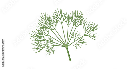 Fresh green dill herb sprig illustration isolated on a white background used for cooking and garnishing meals.
