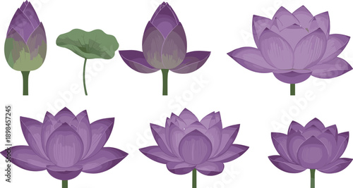 Elegant purple lotus flower illustrations with closed buds and lily pads for spiritual wellness yoga branding and aesthetic botanical nature design