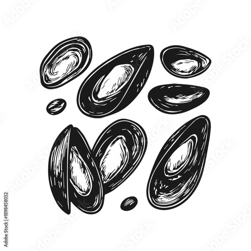 Mussel seafood mollusk hand drawn engraving sketch set on white background