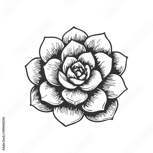 Succulent echeveria plant graphic engraving drawing artwork